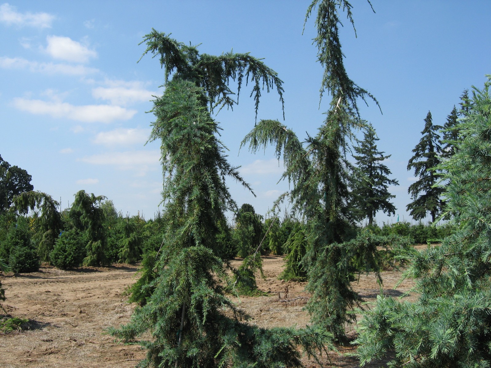 Cedrus libani 'Pendula'
